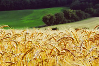 wheat-1995041__340.jpg